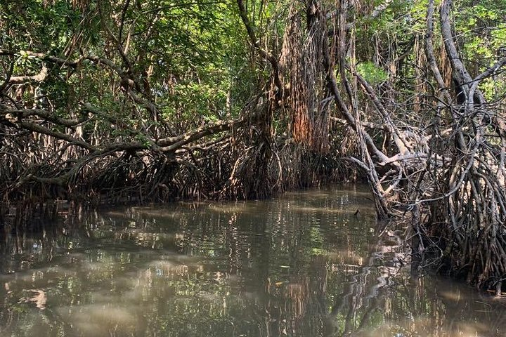 Mangrove Adventure - Photo 1 of 6